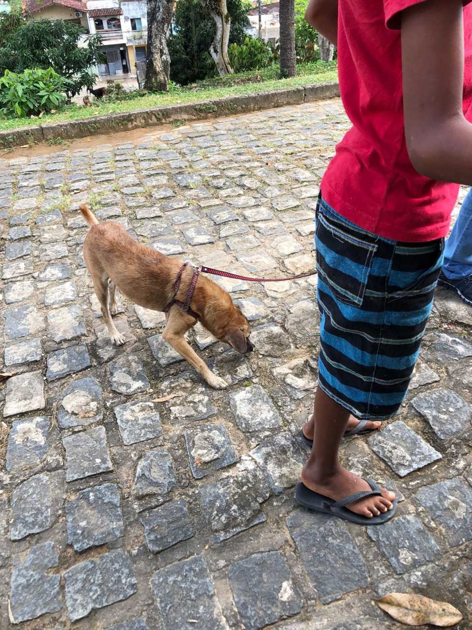 Camacã: Prefeitura realiza campanha de Vacinação antirrábica